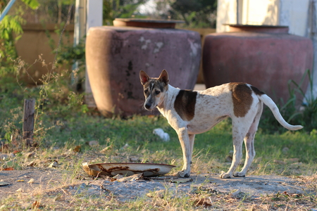 A crossbreed dog in action.It's living in the most Thai temple.の写真素材