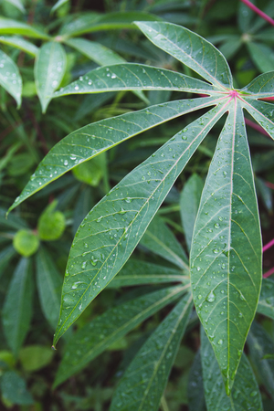 Green cassava's leaf. It's a useful plant,may be the cheapest carbs source.の写真素材