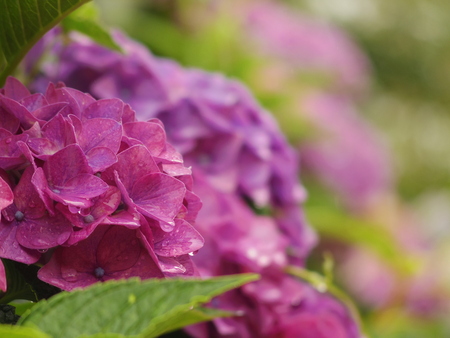 Hydrangeas and water dropletsの写真素材