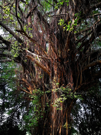 Old big tree.It is a big tree for a long time ago. The tree has a long ages then look like mysterious and amazing. At top of tree has many animals. They use over there for rest and for food.の写真素材
