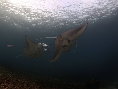 Manta ray swim into clear blue waterの写真素材