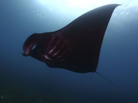 Manta ray swim into clear blue waterの写真素材