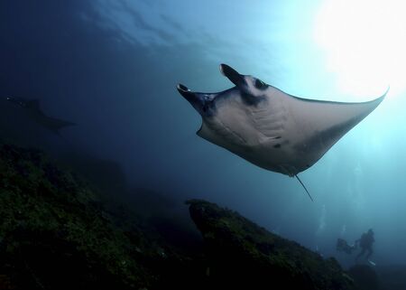 Manta ray swim into clear blue waterの写真素材