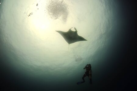 Manta ray swim into clear blue waterの写真素材
