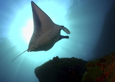 Manta ray swim into clear blue water with the Sun on backgroundの写真素材