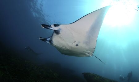 Manta ray swim into clear blue water with the Sun on backgroundの写真素材