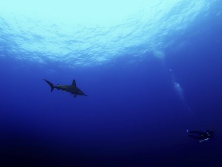 Danderous shark swim throw the crystal clear waterの写真素材