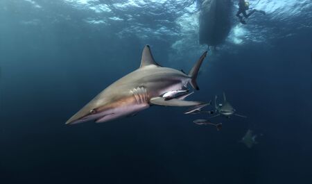 Danderous shark swim throw the crystal clear waterの写真素材
