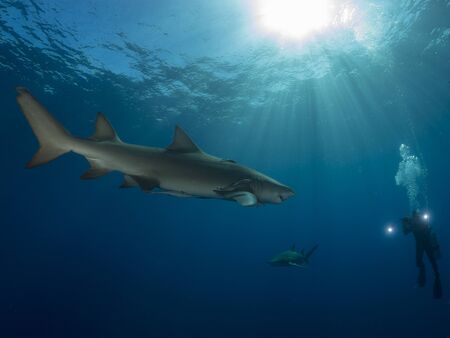 Danderous shark swim throw the crystal clear waterの写真素材