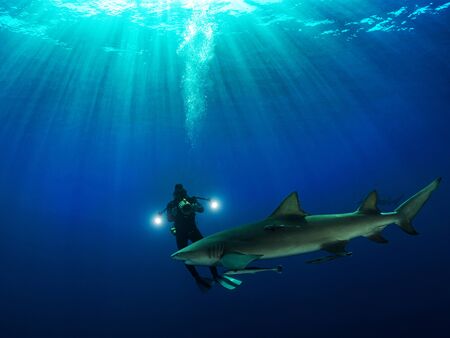 Danderous shark swim throw the crystal clear water with sun on background and moving around diverの写真素材