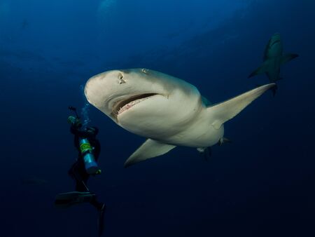 Danderous shark swim throw the crystal clear water with sun on background and moving around diverの写真素材