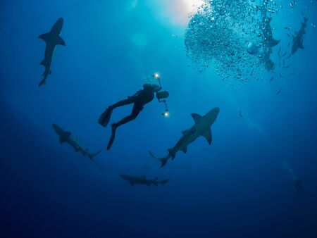 Danderous shark swim throw the crystal clear water with sun on background and moving around diverの写真素材