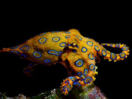 Colorful underwater macro photographyの写真素材