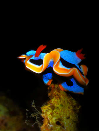 Colorful underwater macro photographyの写真素材