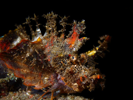 Colorful underwater macro photographyの写真素材