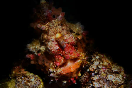 Colorful underwater macro photographyの写真素材