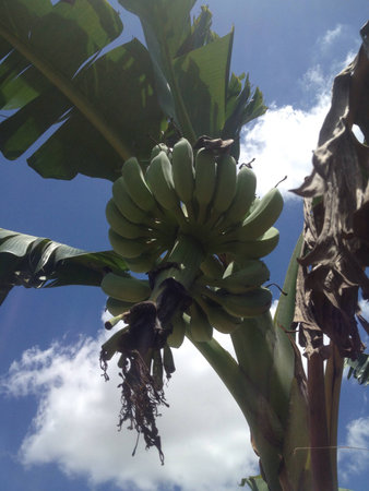 Banana treeの素材