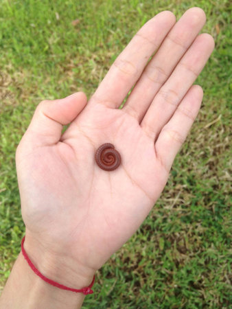 A millepede on my hand.の素材