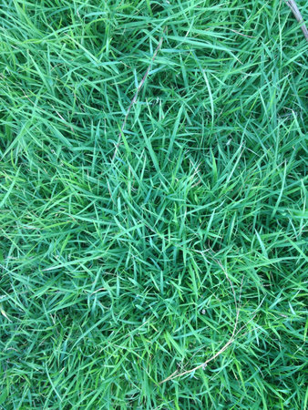 Green backgroundの素材