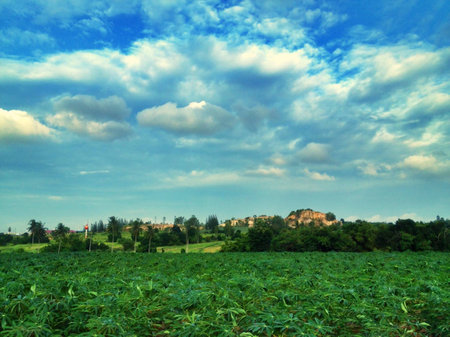 Cassava landscape.の素材