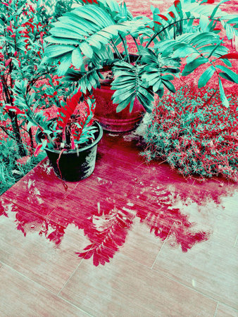 Flower reflection.の素材