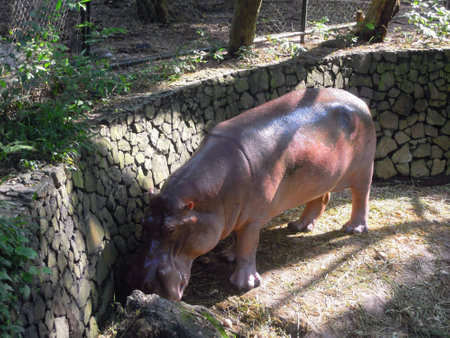 Hippoの素材