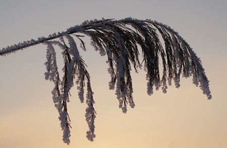 Dry grass in hoarfrostの写真素材