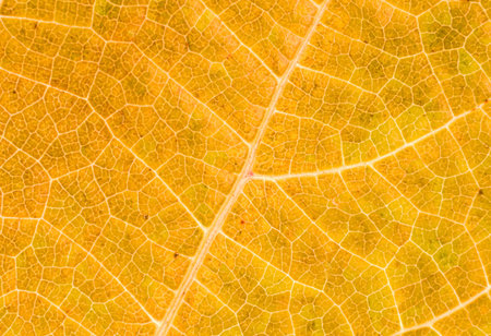 closeup autumn color leaf
