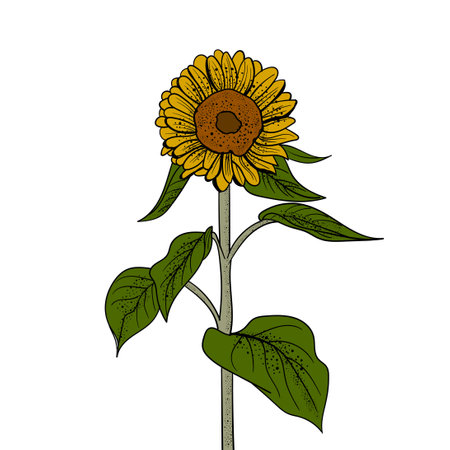 Sunflower hand drawn vector illustration. Isolated on white background.のイラスト素材