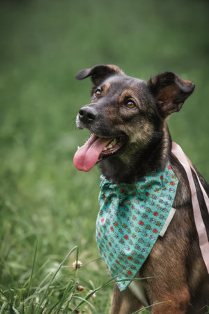 A portrait of a mongrel dog in a beautiful neckerchief learns commands for patience. Dog trainingの写真素材