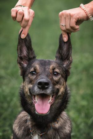 Playing with a dog. Portrait of a dog. What to do so that the dog has standing earsの写真素材