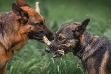 Dogs are playing a game of tug-of-war. Dogs take away the stick