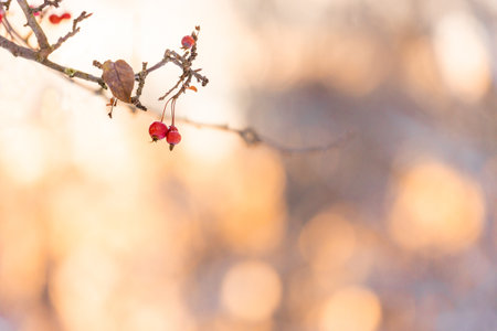 wild red apples on a branch in winter against at sunsetの写真素材