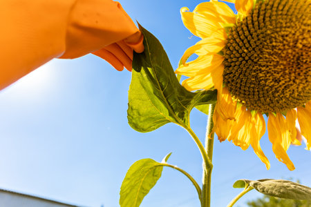 A female scientist in orange medical gloves studies an affected sunflower. Treatment with toxin from insect pestsの写真素材