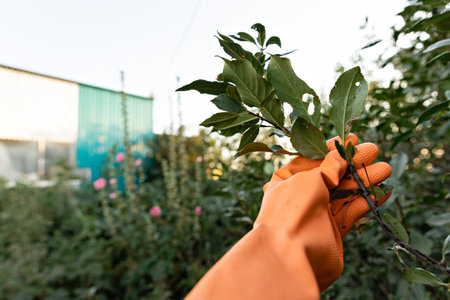 A female scientist in orange medical gloves studies an affected trees. Treatment with toxin from insect pestsの写真素材