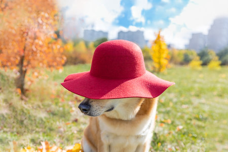 Cute Labrador dog in a hat sits on a carpet of maple leaves in an autumn park in leaf fallの写真素材