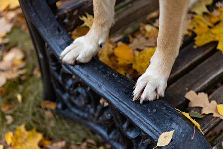 Dog paws close-up on a bench. Autumn park is covered with leavesの写真素材