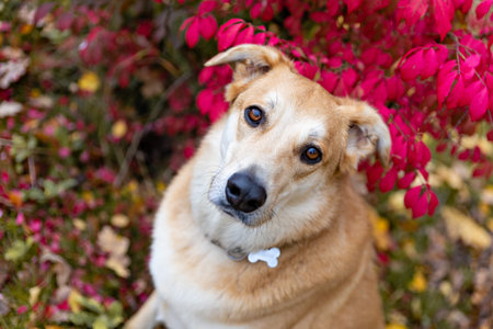 A large portrait of a red dog on the background of a red autumn bush