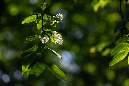 cherry blossoms in close-up in the shady part of the park. Bird cherry in the forestの写真素材