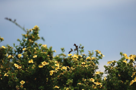 Bushes with yellow flowers bloom in the garden against the blue skyの写真素材