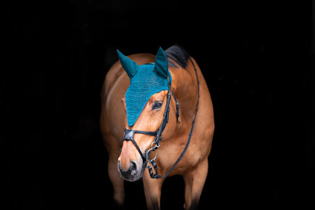 Portrait of a bay horse on a black background. A horse on a dark background in a hatの写真素材