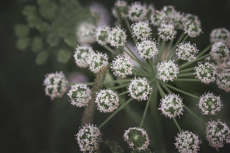 Small white flowers in the field. A white inflorescence of a wild plant in close-up. Photo from aboveの写真素材