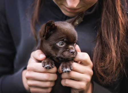 The puppy is in the hands of the owner. The concept of protection and trust