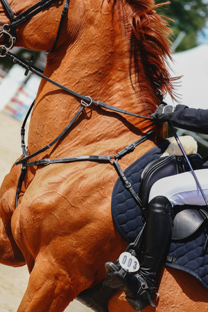 Ride to the obstacle. Influence with body, legs and hands. Equestrian Sports, Show Jumping themed photo. Vertical photoの写真素材