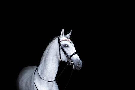 Portrait of a grey horse in profile on a black background. A horse on a dark backgroundの写真素材