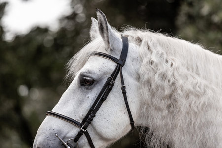 Elegant portrait of a grey horse on the background of trees. heavy draught horsesの写真素材