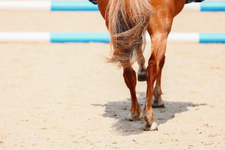 Pony ride to the obstacle. A chestnut pony gallops over an obstacle. Pony sportsの写真素材
