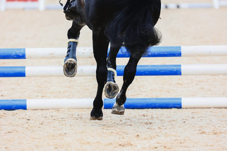 Pass the line. Shooting from the back. Equestrian sports details. Pony gallops. Horse Jumping, Show Jumpingの写真素材