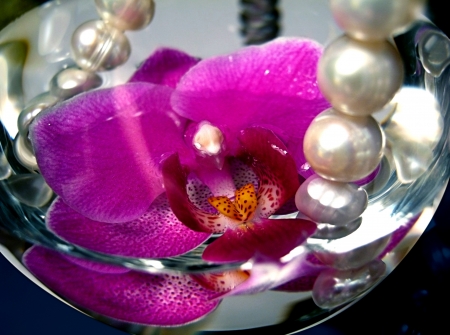macro crimson orchid and pearls in a wine glassの写真素材