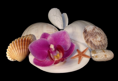 Flower of a pink orchid and sink of sea mollusks are on a black backgroundの写真素材